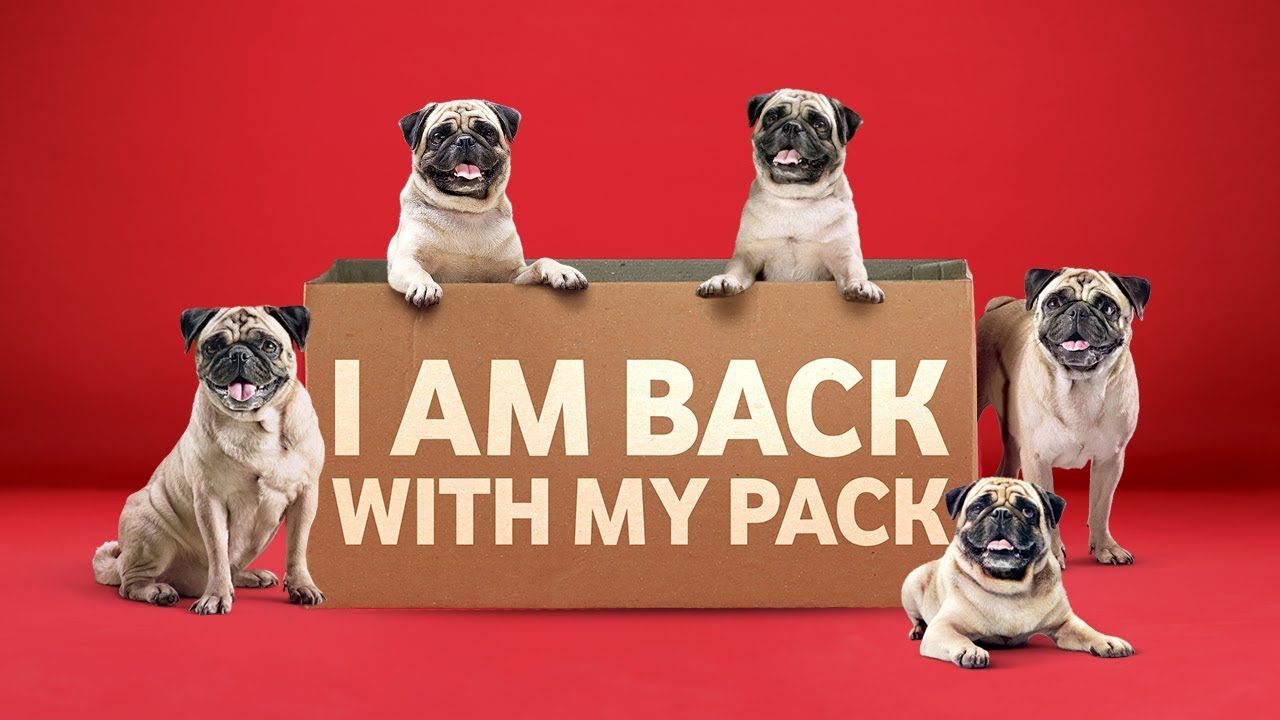 The Pug is back with its pack!